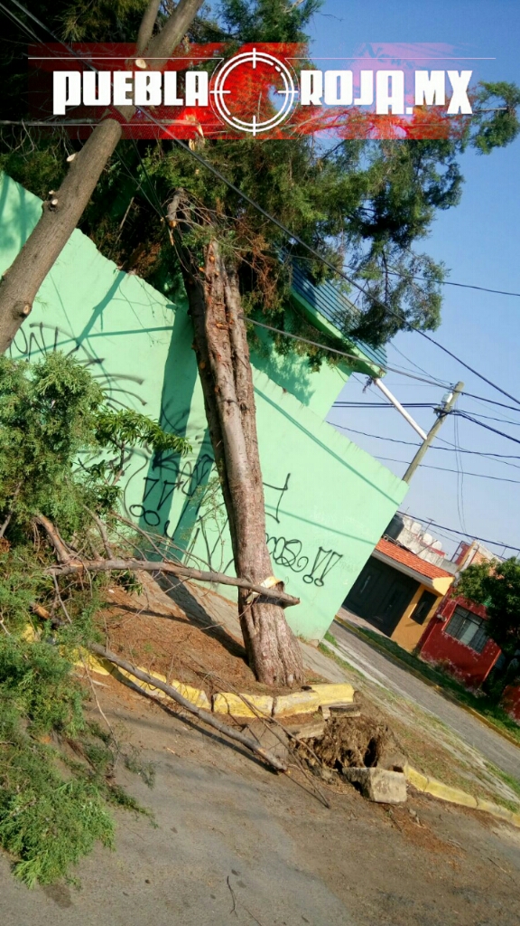árbol caído en bosques de san sebastían