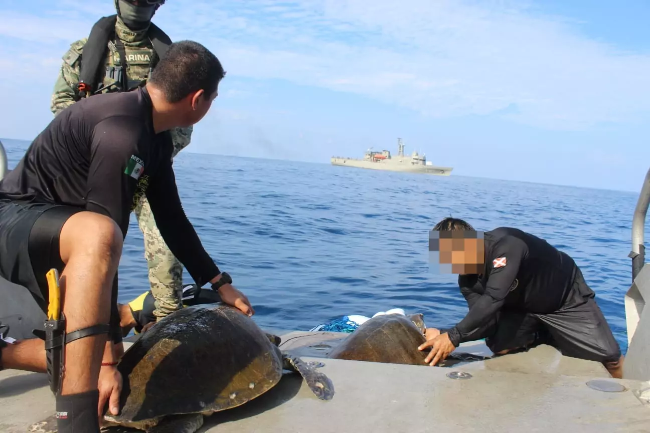 Elementos de Marina liberan dos tortugas atrapadas en artes de pesca