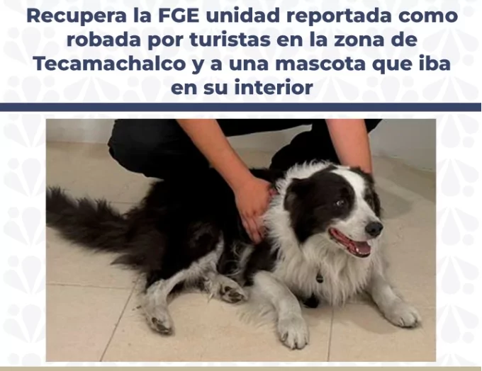 Recupera la Fiscalia unidad reportada como robada por turistas y a una mascota que iba en su interior