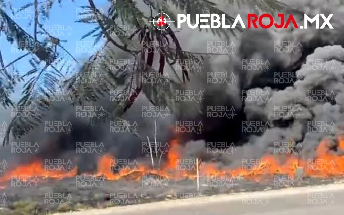 Balacera por tala ilegal en Chilchotla deja tres presuntos talamontes detenidos, dos de ellos heridos