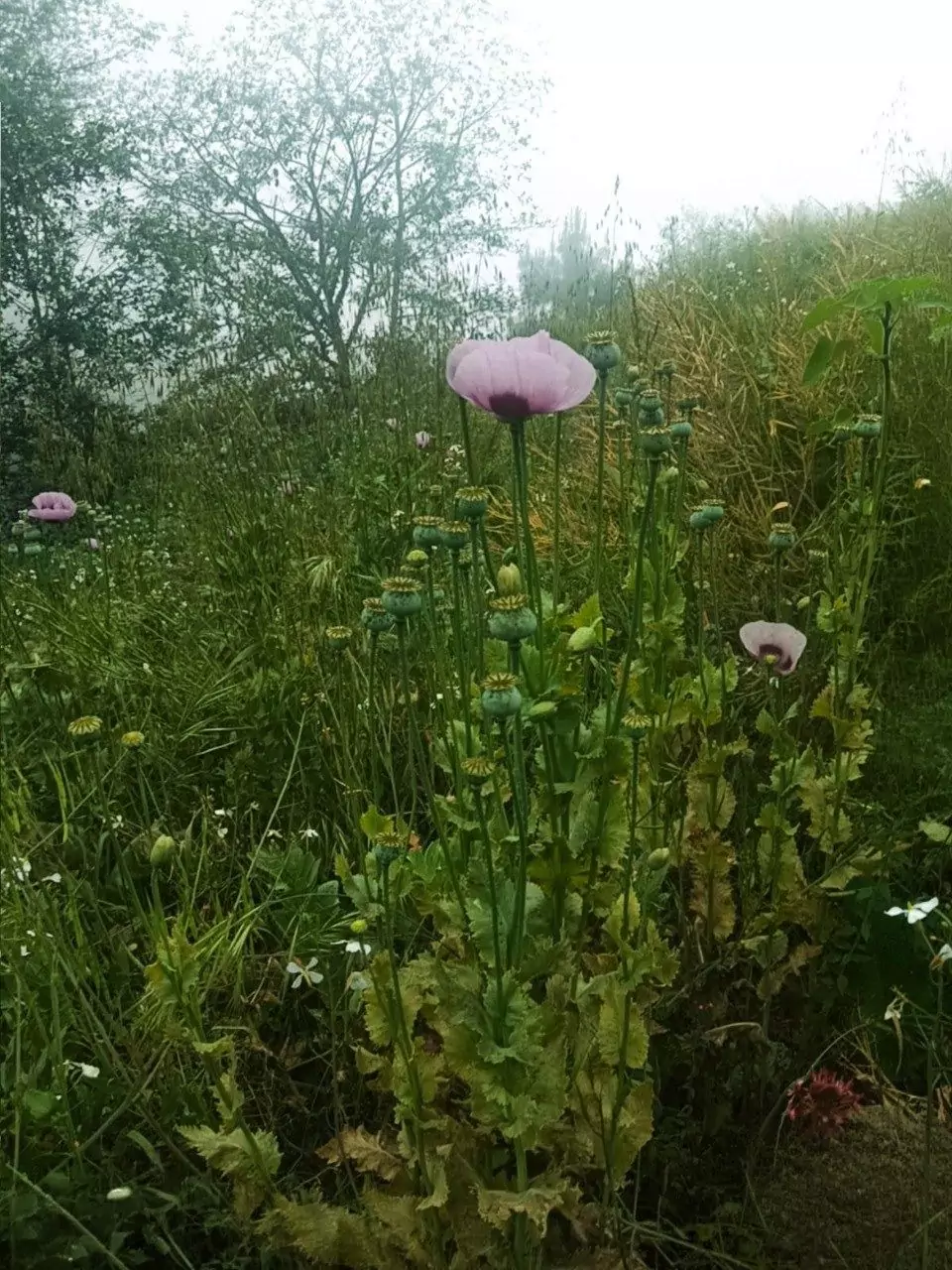 Aseguran en Zoquitlán sembradío de amapola oculto entre cultivo agrícola