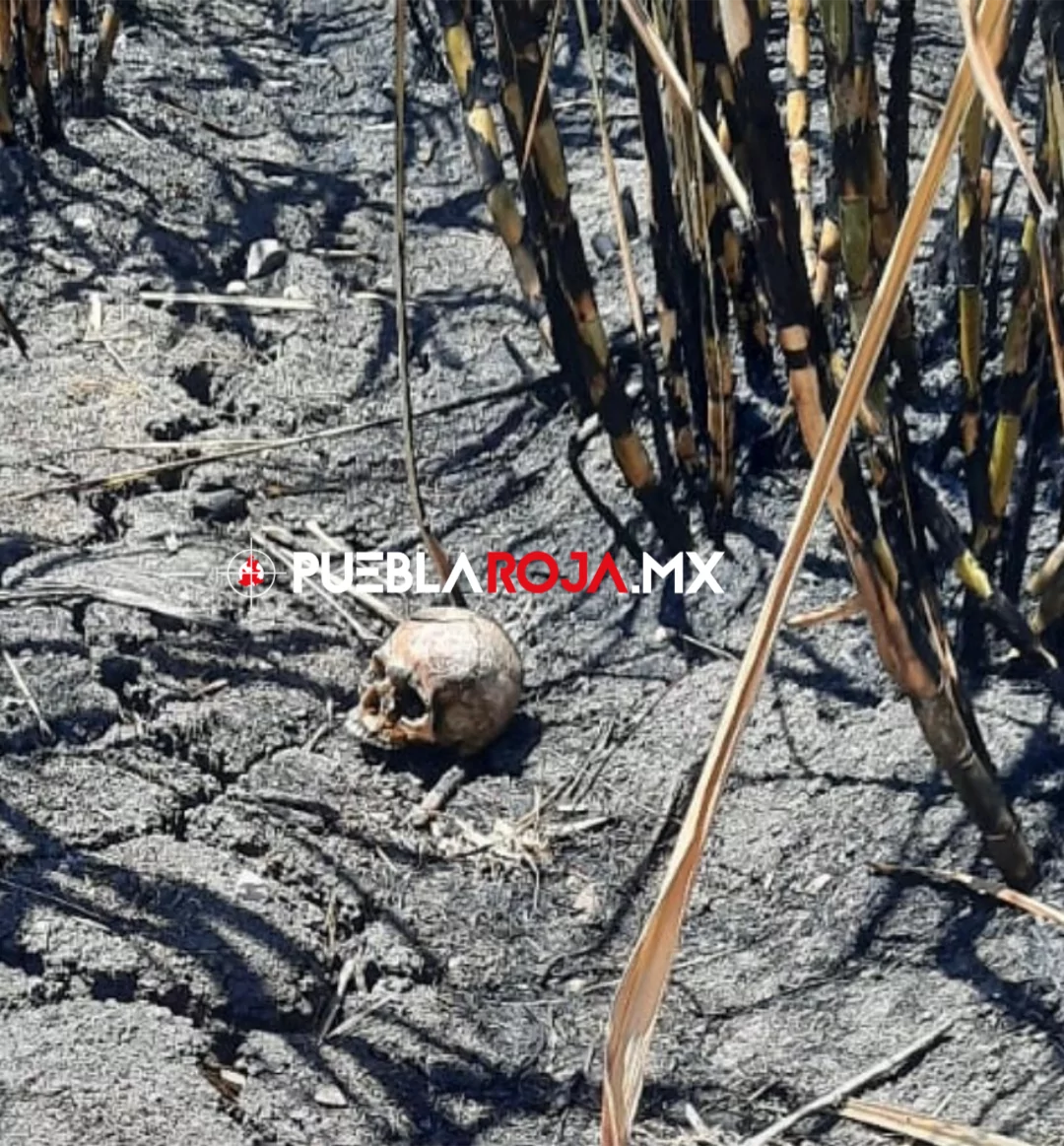 Hallan cráneo humano entre cañaverales en Chietla; cortadores hacen el macabro descubrimiento