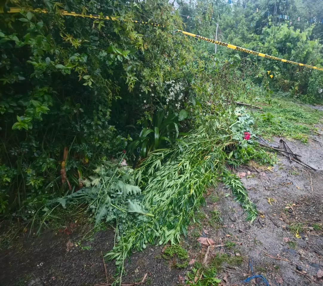 Aseguran predio con cultivos de amapola y marihuana en Atempan