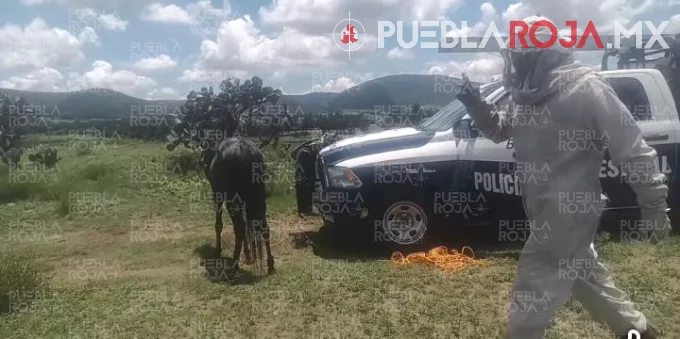 ¡Ataque de abejas desata movilización de emergencia en Ciudad Serdán; rescatan a personas y caballos!