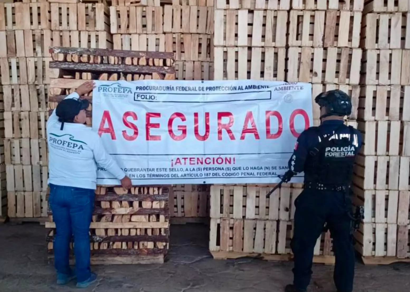 Operativo en la Sierra Norte: aseguran madera y maquinaria en aserraderos clandestinos