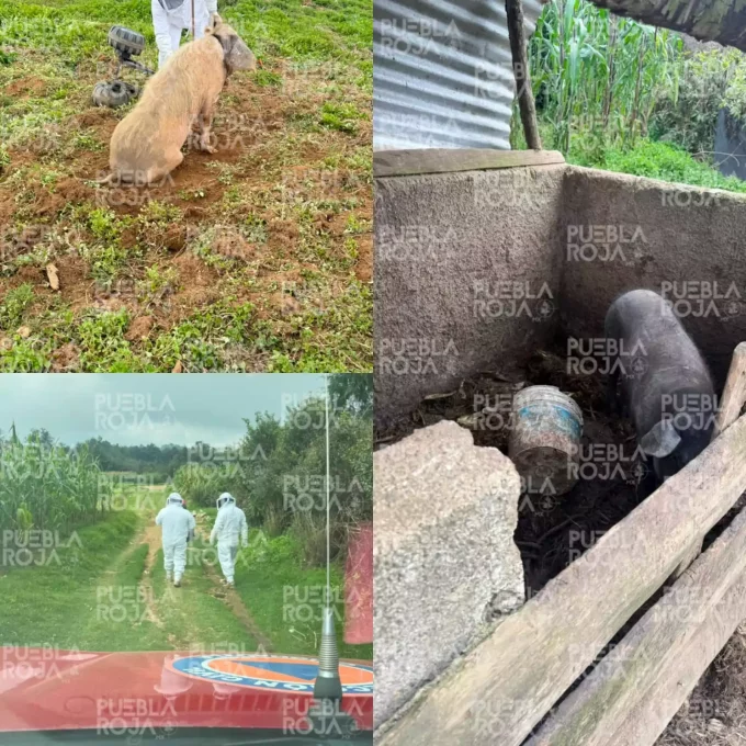 Enjambre causa emergencia en Chignautla; hombre y animales de corral fueron atacados