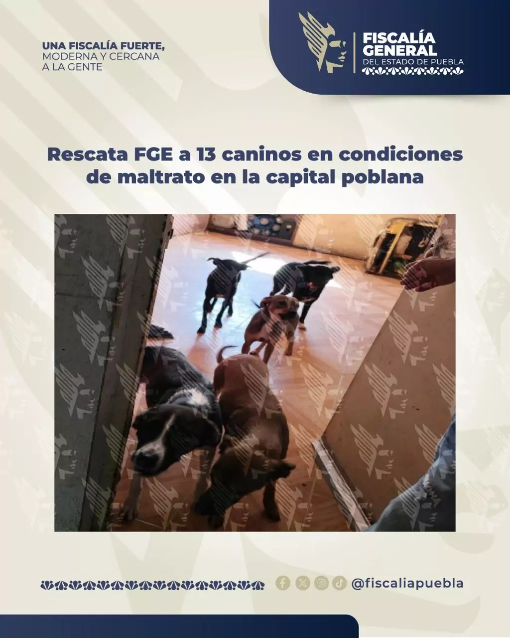 Fiscalía asegura 13 perros maltratados en un departamento de Villa Verde II