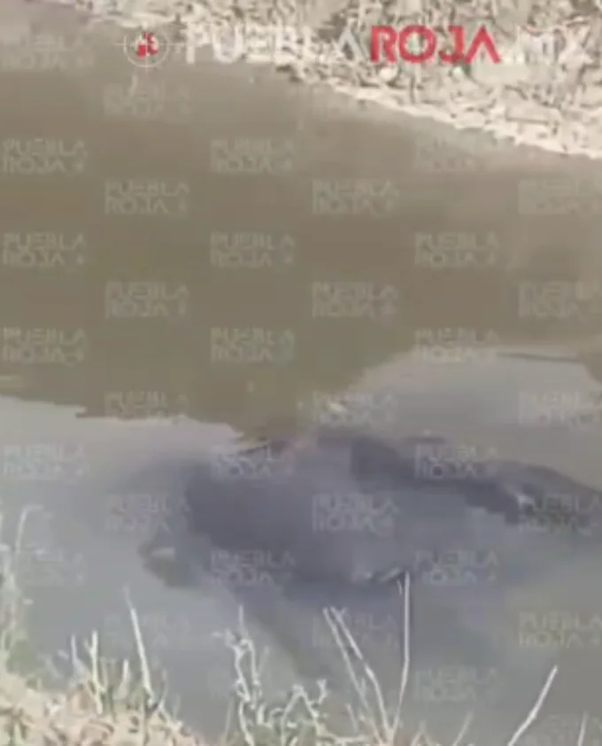 Hallan muerto a Don Pedro Win en canal de agua de Escape de Lagunillas