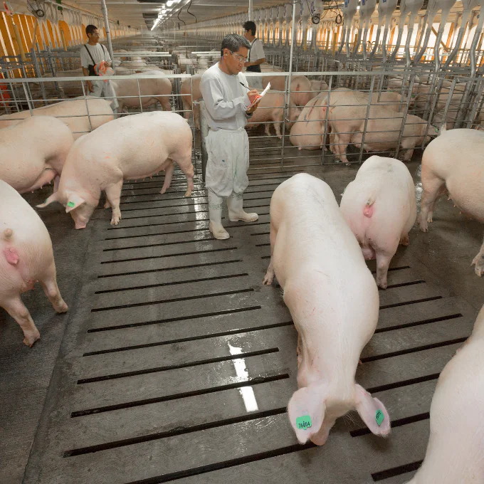 Altosano-Granjas Carroll 7 años con certificación por Bienestar Animal