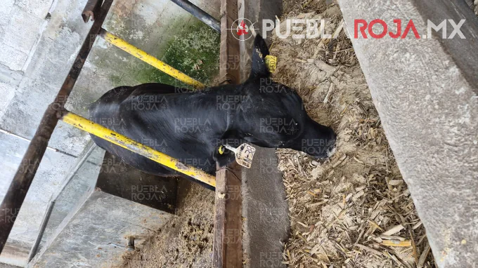 Derriban pared para llevarse dos vacas y un toro en Tecopilco